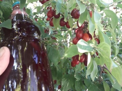 Drijen - sok i džem