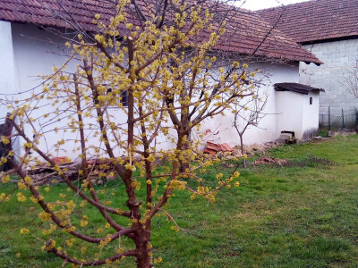 Barica Špoljar iz Donje Bistre - Jagnuši i tradicijski nakit