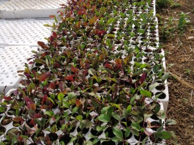 Drita Dunatov: Rad u prirodi najbolja prevencija protiv koronavirusa! Drita Dunatov: Rad u prirodi najbolja prevencija protiv koronavirusa!