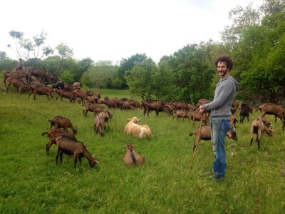 Dr.sc. David Blažević: Mogu li domaće životinje proizvoditi električnu energiju?