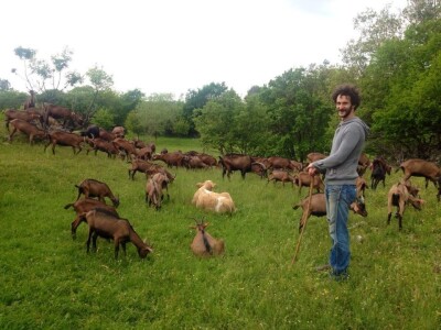 Dr.sc. David Blažević: Mogu li domaće životinje proizvoditi električnu energiju?