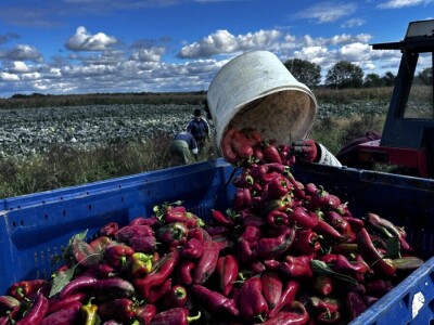 Drska krađa kod Ludbrega, s polja ukrali pet tona paprike