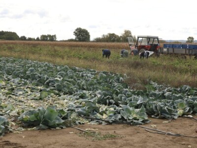 Drska krađa kod Ludbrega, s polja ukrali pet tona paprike