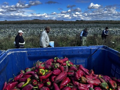 Drska krađa kod Ludbrega, s polja ukrali pet tona paprike