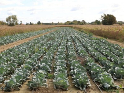 Drska krađa kod Ludbrega, s polja ukrali pet tona paprike