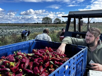 Drska krađa kod Ludbrega, s polja ukrali pet tona paprike