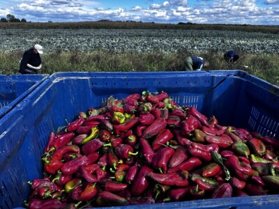 Drska krađa kod Ludbrega, s polja ukrali pet tona paprike