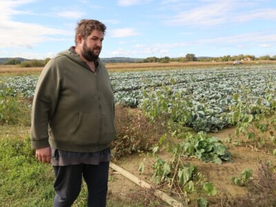 Drska krađa kod Ludbrega, s polja ukrali pet tona paprike