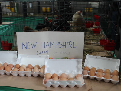 Drugi dan 24. Proljetnog međunarodnog bjelovarskog sajma