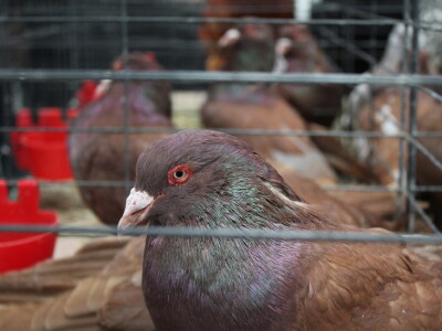 Drugi dan 24. Proljetnog međunarodnog bjelovarskog sajma