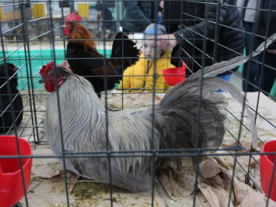 Drugi dan 24. Proljetnog međunarodnog bjelovarskog sajma