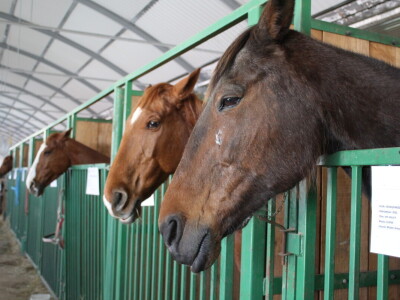 Drugi dan 25. Proljetnog međunarodnog bjelovarskog sajma