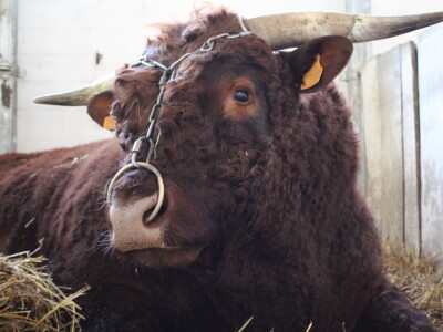 Drugi dan 25. Proljetnog međunarodnog bjelovarskog sajma