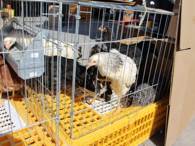 Drugi dan 25. Proljetnog međunarodnog bjelovarskog sajma