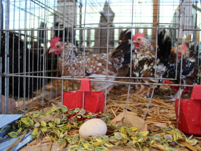 Drugi dan 25. Proljetnog međunarodnog bjelovarskog sajma