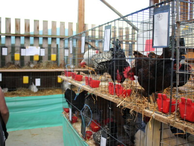 Drugi dan 25. Proljetnog međunarodnog bjelovarskog sajma