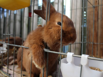 Drugi dan 25. Proljetnog međunarodnog bjelovarskog sajma