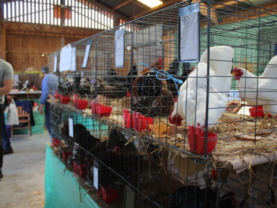 Drugi dan 25. Proljetnog međunarodnog bjelovarskog sajma