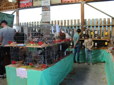 Drugi dan 25. Proljetnog međunarodnog bjelovarskog sajma