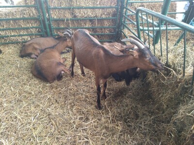 Drugi dan na Poljoprivrednom sajmu u Novom Sadu