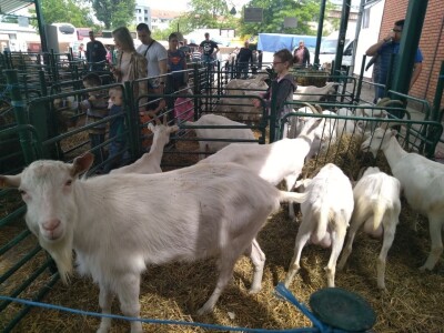 Drugi dan na Poljoprivrednom sajmu u Novom Sadu