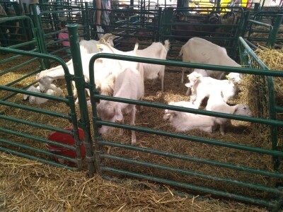 Drugi dan na Poljoprivrednom sajmu u Novom Sadu