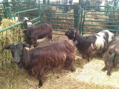 Drugi dan na Poljoprivrednom sajmu u Novom Sadu