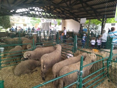 Drugi dan na Poljoprivrednom sajmu u Novom Sadu