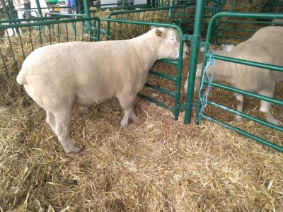 Drugi dan na Poljoprivrednom sajmu u Novom Sadu