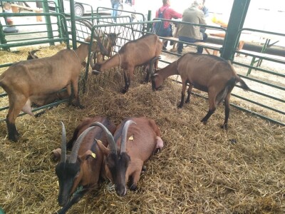 Drugi dan na Poljoprivrednom sajmu u Novom Sadu