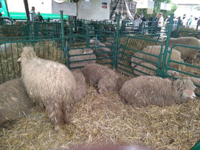 Drugi dan na Poljoprivrednom sajmu u Novom Sadu