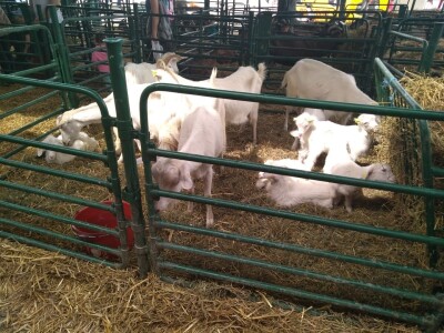 Drugi dan na Poljoprivrednom sajmu u Novom Sadu