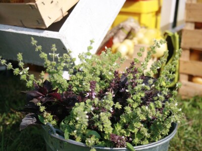 Drugi gastronomski festival "Ukusi Vojvodine"