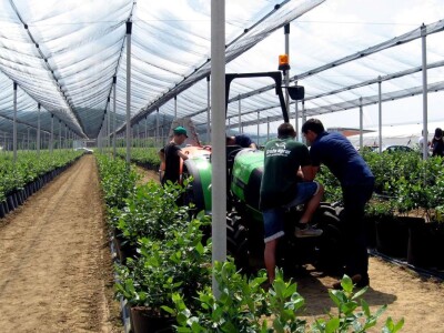 Drugi Sabor voćara u Gruži 2018