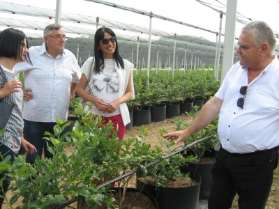 Drugi Sabor voćara u Gruži 2018