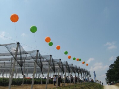 Drugi Sabor voćara u Gruži 2018