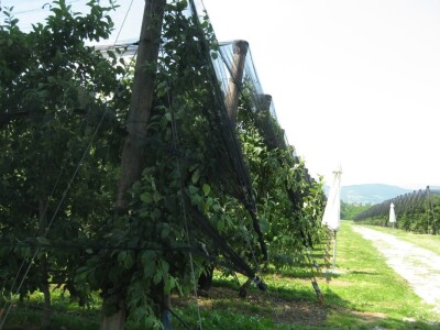 Drugi Sabor voćara u Gruži 2018