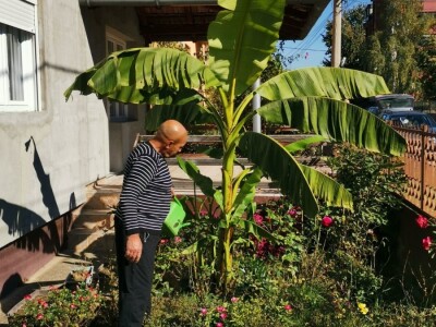 Drvo banane kao ukras dvorišta