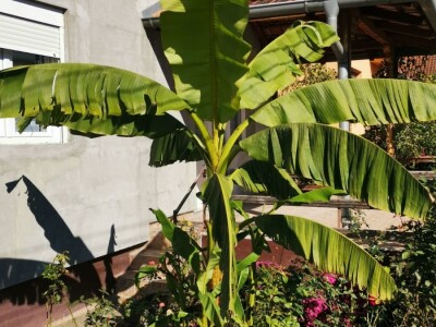 Drvo banane kao ukras dvorišta