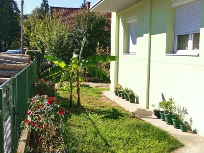 Drvo banane kao ukras dvorišta