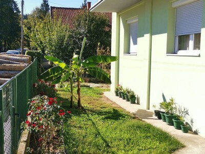 Drvo banane kao ukras dvorišta