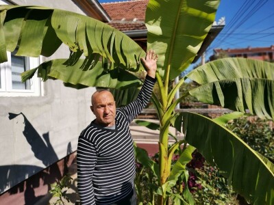 Drvo banane kao ukras dvorišta