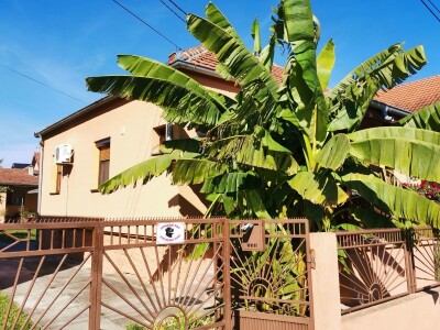 Drvo banane kao ukras dvorišta