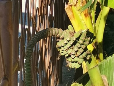 Drvo banane kao ukras dvorišta