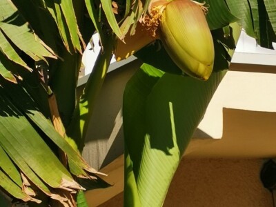 Drvo banane kao ukras dvorišta