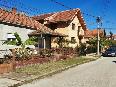 Drvo banane kao ukras dvorišta