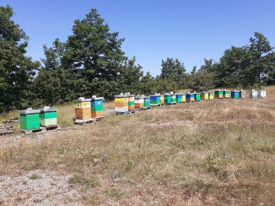 Držanje pčela Držanje pčela