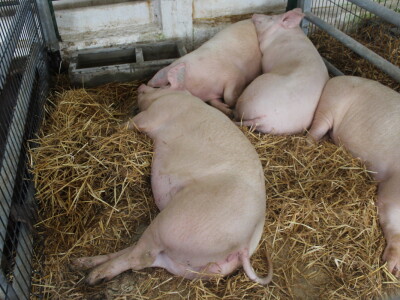 Državna stočarska izložba u Gudovcu