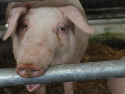 Državna stočarska izložba u Gudovcu