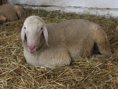 Državna stočarska izložba u Gudovcu